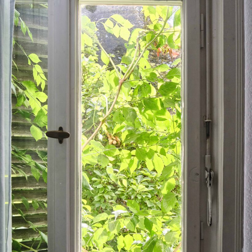 Ein geschlossenes Fenster ist zu sehen. Durch das Fenster sind mehrere grüne Pflanzen zu erkennen.