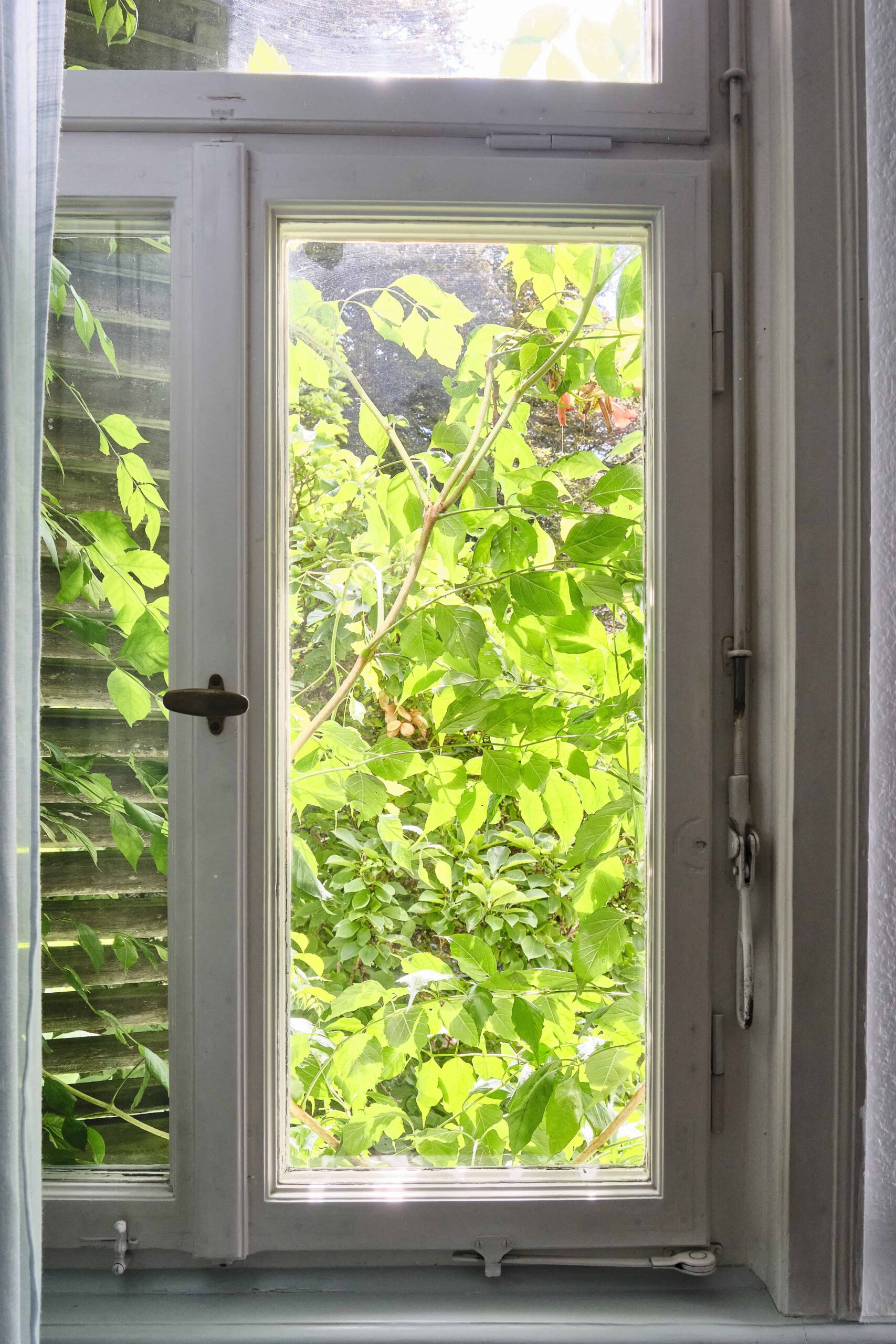 Ein geschlossenes Fenster ist zu sehen. Durch das Fenster sind mehrere grüne Pflanzen zu erkennen.